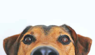 Ein Hund schaut in die Kamera