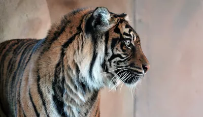 Sumatra-Tigerin Lara