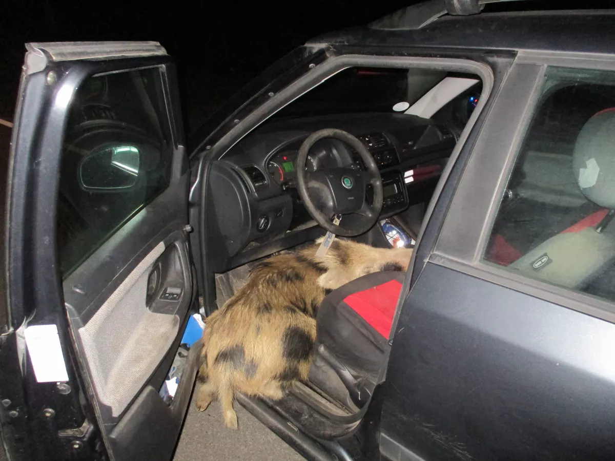 Wildschwein springt in Fußraum von Auto