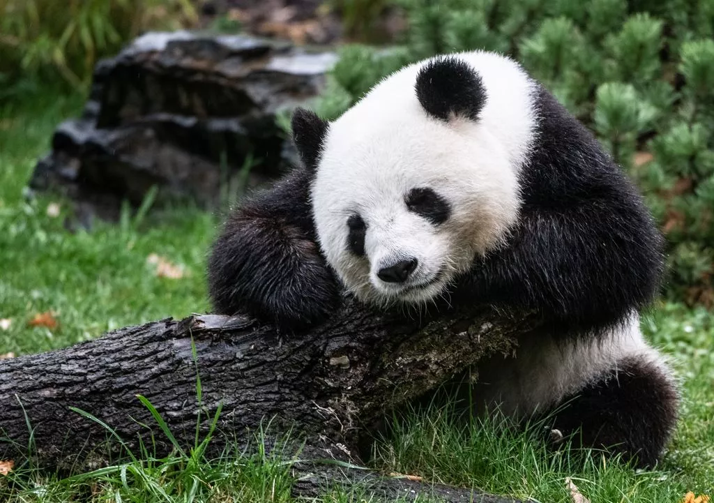 Panda Dame Meng Meng