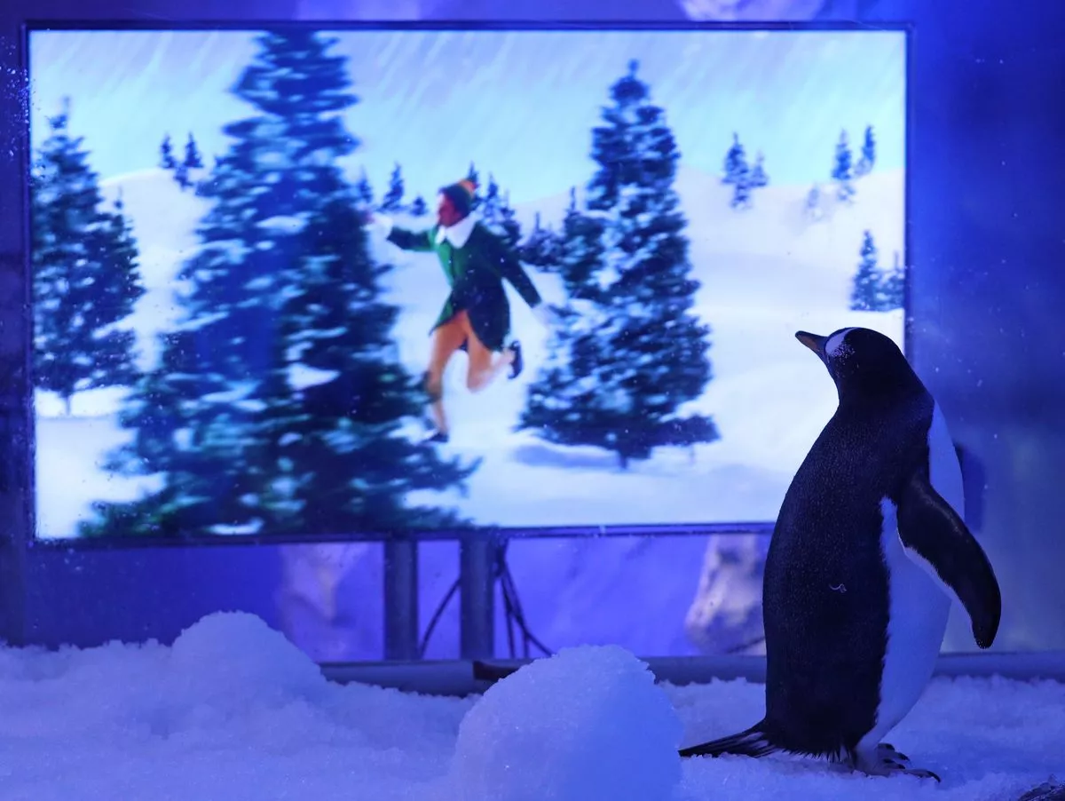 Pinguine schauen Weihnachtsfilme