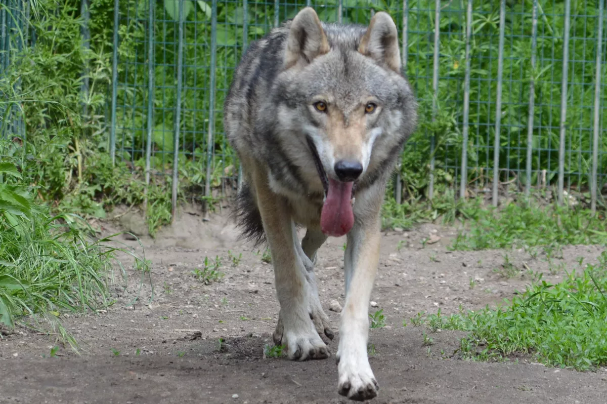 Künftig keine Wölfe mehr im Dessauer Tierpark