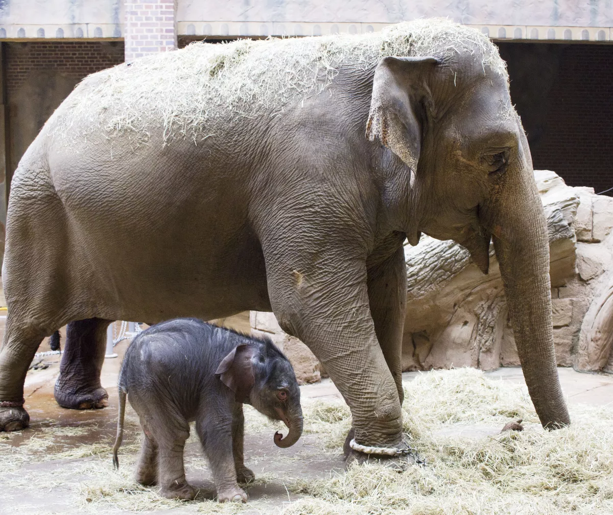 Elefantenkuh Hoa geht mit ihrem männlichen Elefantenkalb durch das Elefantenhaus.