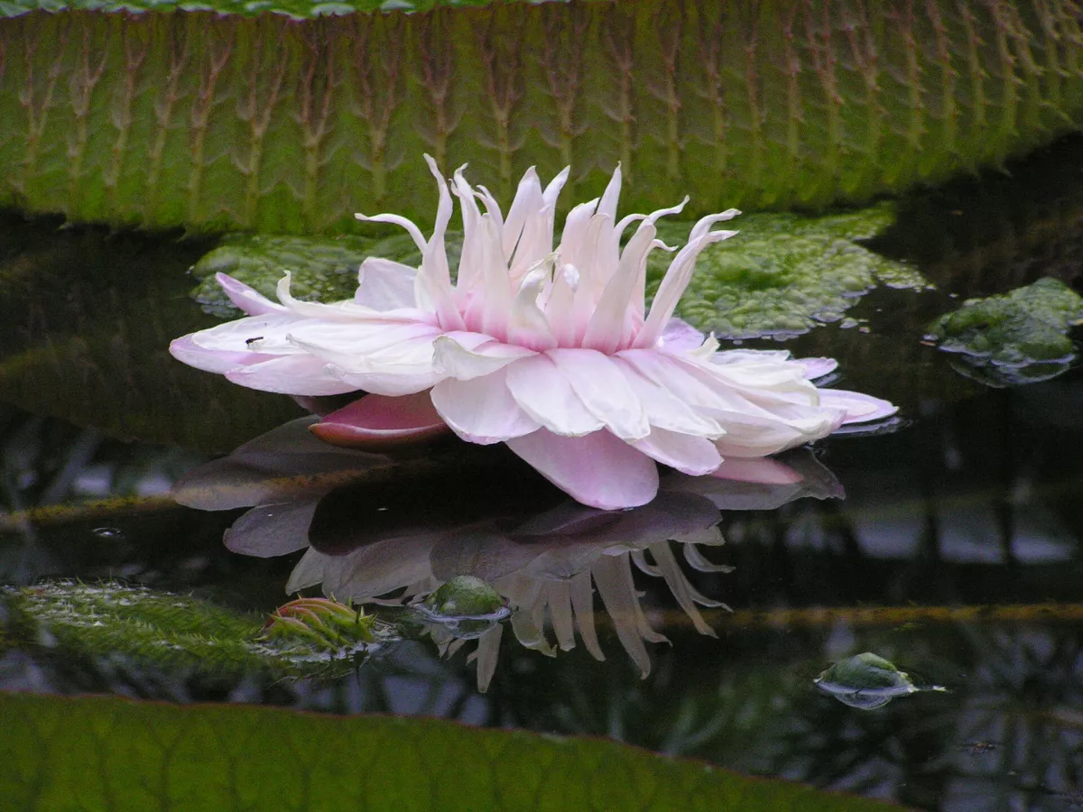 Blüte der Viktoria-Seerose