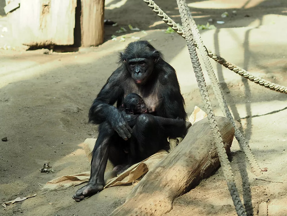 Nachwuchs bei den Bonobos